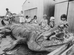 Alessi Sweetheart Notenkraker Grijs -Winkel Voor Woninginrichting x886x886 alessi sweetheart notenkraker4.jpg.pagespeed.ic .2TGRo0avEn