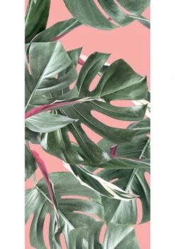 KEK Amsterdam Monstera Botanical Leaves Behang, Pink -Winkel Voor Woninginrichting x886x886 kek amsterdam botanical leaves behang4.jpg.pagespeed.ic .hfDi6ObzSm