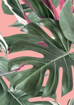 KEK Amsterdam Monstera Botanical Leaves Behang, Pink -Winkel Voor Woninginrichting x886x886 kek amsterdam monstera botanical leaves behang.jpg.pagespeed.ic . a8WVQ55C7