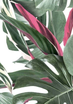 KEK Amsterdam Monstera Botanical Leaves Behang, Pink -Winkel Voor Woninginrichting x886x886 kek amsterdam monstera botanical leaves behang1.jpg.pagespeed.ic .9OXpihJ4T3
