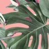 KEK Amsterdam Monstera Botanical Leaves Behang, Pink -Winkel Voor Woninginrichting x886x886 kek amsterdam monstera botanical leaves behang2.jpg.pagespeed.ic .semZEmz5yV