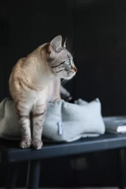 MiaCara Calma Kattenmand Ø45 Lichtgrijs 12 MiaCara Calma Kattenmand Ø45 Lichtgrijs -Winkel Voor Woninginrichting x886x886 miacara calma kattenmand8.jpg.pagespeed.ic .Q7u94QfPD