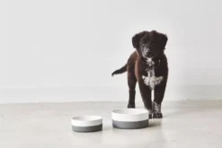 MiaCara Coppa Hondenvoerbak Small/medium Ø17.5 Nude -Winkel Voor Woninginrichting x886x886 miacara coppa hondenvoerbak medium large.jpg.pagespeed.ic .ga3wGkeSBU