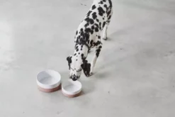 MiaCara Coppa Hondenvoerbak Small/medium Ø17.5 Nude -Winkel Voor Woninginrichting x886x886 miacara coppa hondenvoerbak medium large3.jpg.pagespeed.ic .nO3WWk0rX6