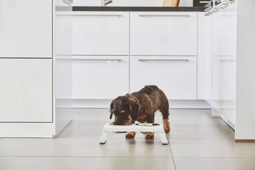 MiaCara Desco Hondenvoerbak Small Essen Zwart 8 MiaCara Desco Hondenvoerbak Small Essen Zwart - Afbeelding 6