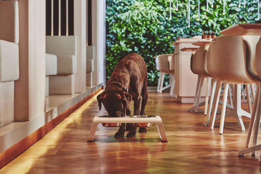 MiaCara Desco Hondenvoerbak Medium Aluminium Grijs 11 MiaCara Desco Hondenvoerbak Medium Aluminium Grijs - Afbeelding 9