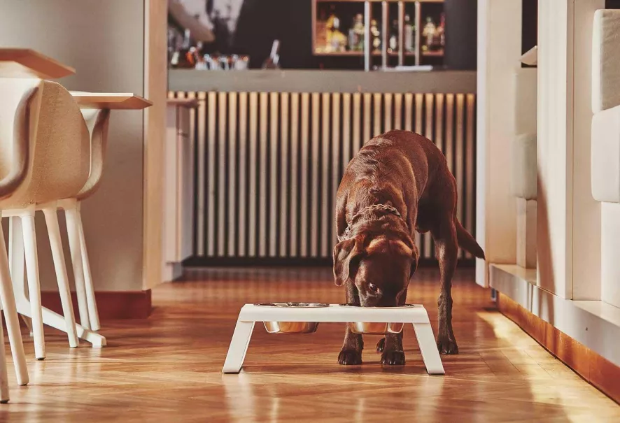 MiaCara Desco Hondenvoerbak Medium Aluminium Grijs 16 MiaCara Desco Hondenvoerbak Medium Aluminium Grijs - Afbeelding 14