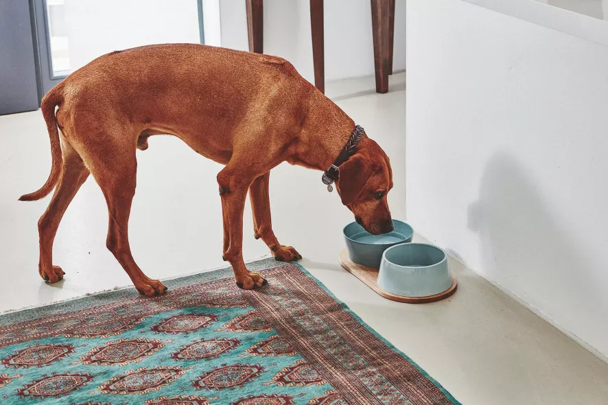 MiaCara Doppio Hondenvoerbak Small Berry 6 MiaCara Doppio Hondenvoerbak Small Berry - Afbeelding 4