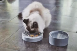 MiaCara Fresco Kattenvoerbak Ø14 Concrete -Winkel Voor Woninginrichting x886x886 miacara fresco kattenvoerbak11.jpg.pagespeed.ic .bKzc2GDKN