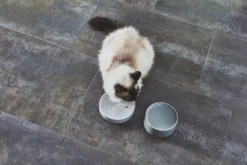 MiaCara Fresco Kattenvoerbak Ø14 Concrete -Winkel Voor Woninginrichting x886x886 miacara fresco kattenvoerbak13.jpg.pagespeed.ic .YHFGgtlqrS