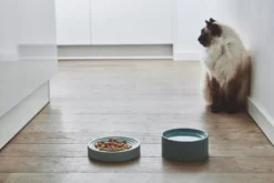 MiaCara Fresco Kattenvoerbak Ø14 Concrete -Winkel Voor Woninginrichting x886x886 miacara fresco kattenvoerbak5.jpg.pagespeed.ic .nGAlJjMd e