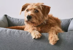 MiaCara Mare Hondenmand Small Rock 14 MiaCara Mare Hondenmand Small Rock -Winkel Voor Woninginrichting x886x886 miacara mare hondenmand small3.jpg.pagespeed.ic .WhmckH0NGt