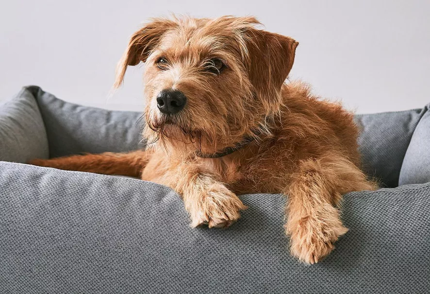 MiaCara Mare Hondenmand Small Rock 7 MiaCara Mare Hondenmand Small Rock - Afbeelding 5