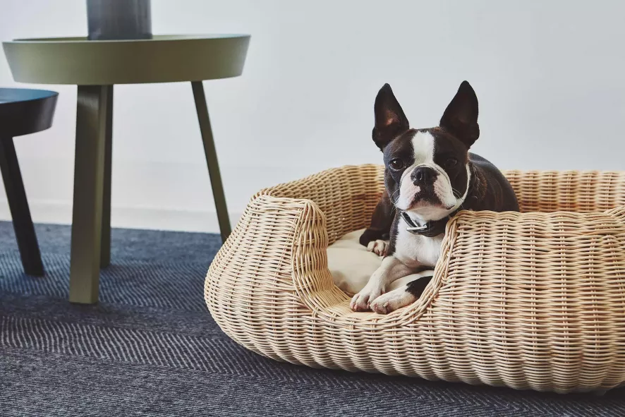 MiaCara Mio Hondenmand Small Anthracite 11 MiaCara Mio Hondenmand Small Anthracite - Afbeelding 9