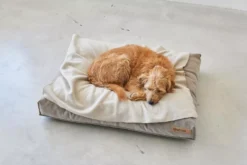 MiaCara Velluto Hondenkussen Medium Greige -Winkel Voor Woninginrichting x886x886 miacara velluto hondenkussen large7.jpg.pagespeed.ic .j82ewdixs9