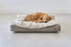 MiaCara Velluto Hondenkussen Medium Greige -Winkel Voor Woninginrichting x886x886 miacara velluto hondenkussen large8.jpg.pagespeed.ic .Upj1Ozflgz