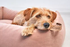 MiaCara Velluto Hondenmand Medium Sage -Winkel Voor Woninginrichting x886x886 miacara velluto hondenmand large11.jpg.pagespeed.ic .0QPHqCgLpa 1